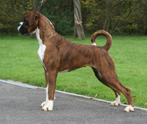 boxer dogs with tails